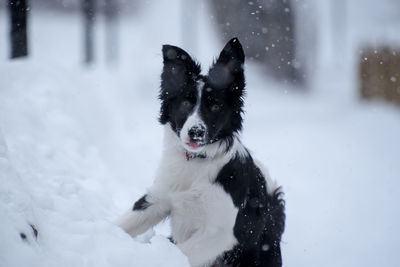 Black dog on snow covered landscape