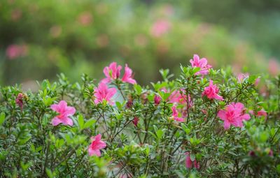 Close-up of pink flowering plants