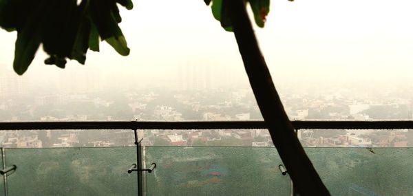 Plants by window against sky