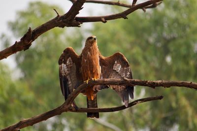 Low angle view of eagle perching on branch