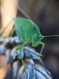 Close-up of insect on leaf