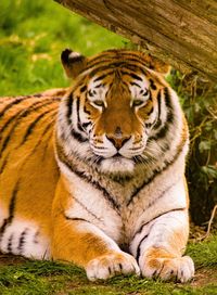 Close-up portrait of tiger