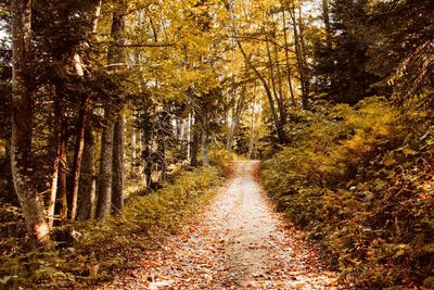 Road amidst trees in forest during autumn