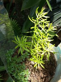 High angle view of plants growing outdoors