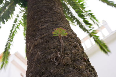 Low angle view of tree trunk