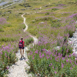 Hiker on a path in the middle of willowherbs in savoie in the vanoise natural park in france