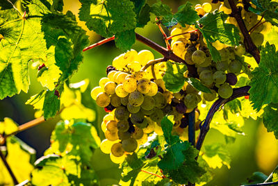 Close-up of grapes growing in vineyard