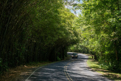 Green tunel on road