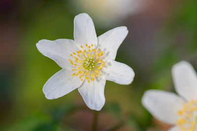 Close-up of flower against blurred background