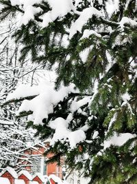 Low angle view of snow covered tree