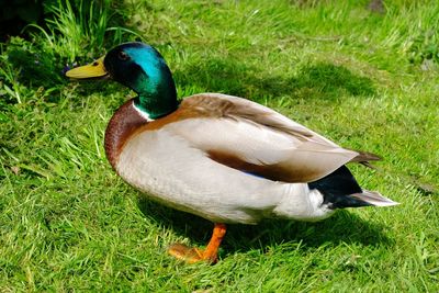 Side view of mallard duck on grassy field