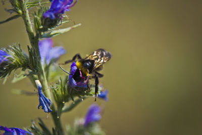 Close-up of bee on purple flower