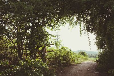 Narrow road along trees