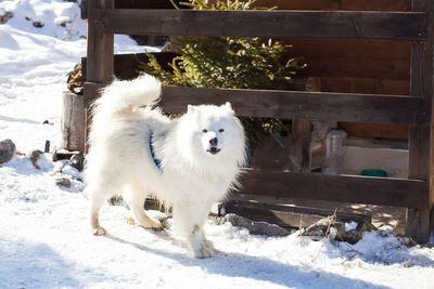 Portrait of white dog in snow