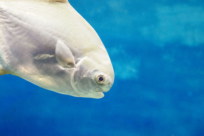 Close-up of fish swimming in aquarium