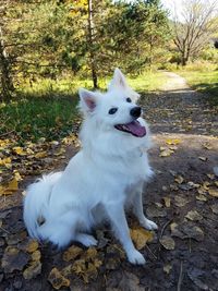 White dog sitting on autumn tree