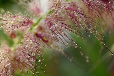 Close-up of wet plant during rainy season