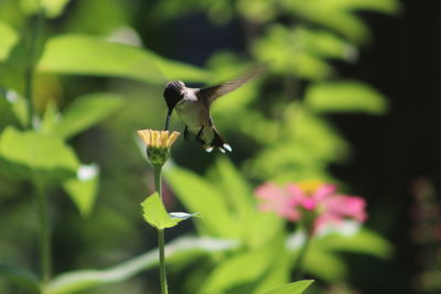 Close-up of butterfly pollinating on flower