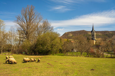 Scenic view of field against sky