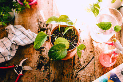 High angle view of potted plant on table