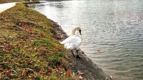 Swan perching on shore