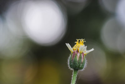 Close-up of purple flowering plant