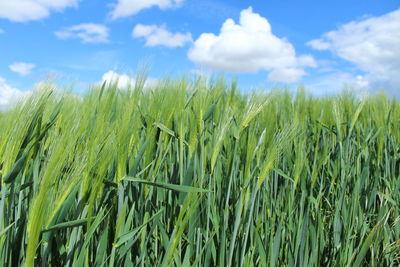 Close-up of wheat growing on field against sky