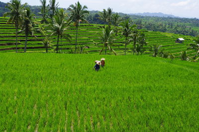 Rear view of farmers working on agricultural field