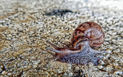 Close-up of snail