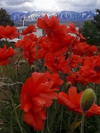 Close-up of red poppy flower in field