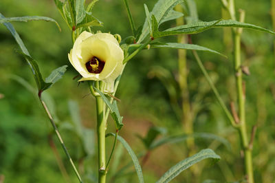 Close-up of flowering plant on field