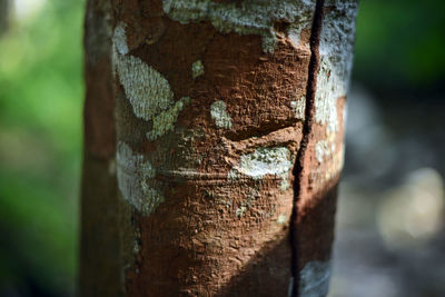 Close-up of rusty tree trunk