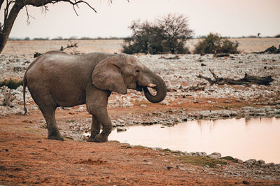 Elephants drinking water