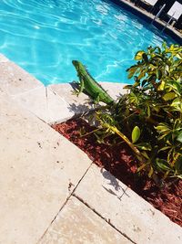 High angle view of a swimming pool