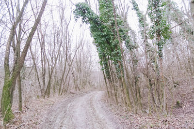 Road amidst bare trees in forest
