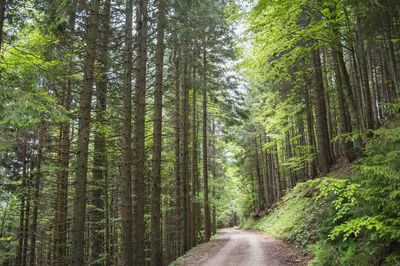 Road amidst trees in forest