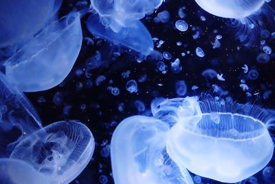 Full frame of jellyfish underwater