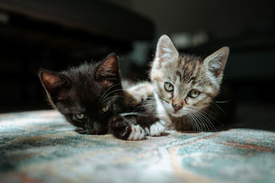 Close-up of cute kittens lying on carpet at home