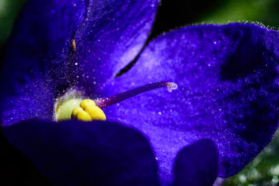 Close-up of purple flowers