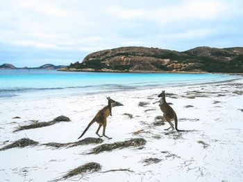 View of dog on beach against sky