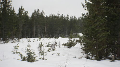 Pine trees on snow covered field during winter