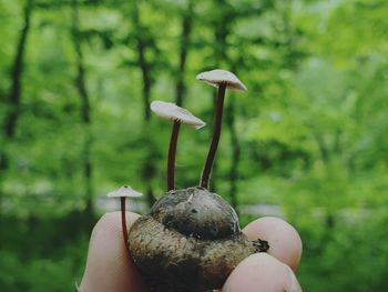 Close-up of hand holding mushroom