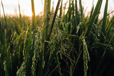 Close-up of wheat growing on field