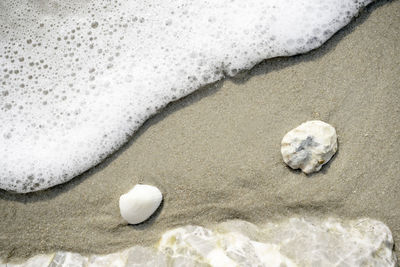 High angle view of shells on sand