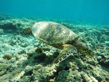 Close-up of turtle in sea