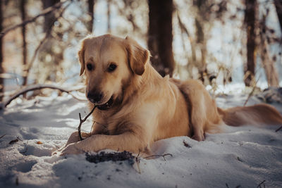 Portrait of dogs on snow