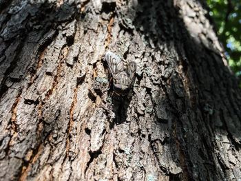 Close-up of lizard on tree trunk