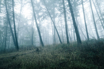 Trees in foggy forest