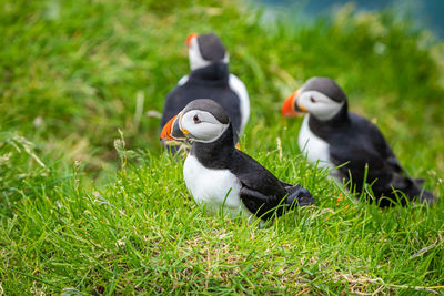 View of ducks on grass