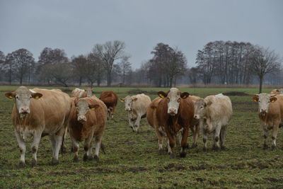 Cows grazing in field